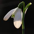 Galanthus niva&hellip;