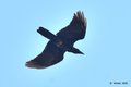 Gavran, Corvus&hellip;