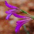 Gladiola, Glad&hellip;