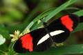Heliconius era&hellip;