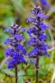 Iva, Ajuga rep&hellip;
