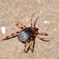 Krpelj, Ixodes&hellip;
