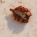 Krpelj, Ixodes&hellip;