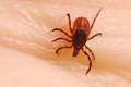 Krpelj, Ixodes&hellip;