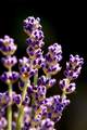 Lavanda, Lavan&hellip;
