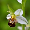 Ophrys apifera&hellip;
