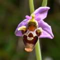Ophrys rhodost&hellip;