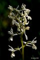 Orchis provinc&hellip;