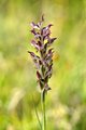 Orchis corioph&hellip;