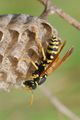 Osa, Vespula v&hellip;