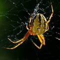 Araneus marmor&hellip;