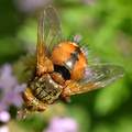Tachina fera, &hellip;