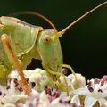 Tettigonia vir&hellip;