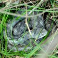 Poskok, Vipera&hellip;