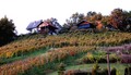 svaki vinograd&hellip;