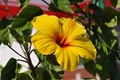 hibiskus s oto&hellip;