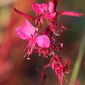 gaura
