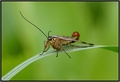 Scorpion fly :)