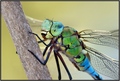 Anax Imperator&hellip;
