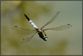 Dragonfly in f&hellip;