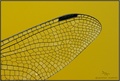 Libellula depr&hellip;