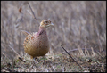 Fazan (Phasian&hellip;