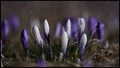 Šafran-(crocus&hellip;