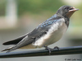Lasta(Hirundo &hellip;