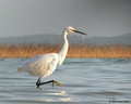 Egretta garzet&hellip;