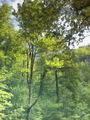 Forest Reflect&hellip;