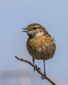 Stonechat, Sax&hellip;