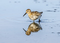 Dunlin, (Calid&hellip;