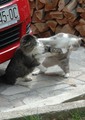 fight