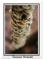 Trametes Versi&hellip;