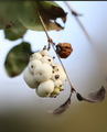 Symphoricarpos&hellip;