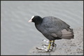 Fulica atra Cr&hellip;
