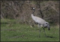 Grus grus, Com&hellip;