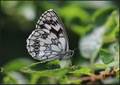 Melanargia gal&hellip;