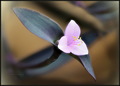 Tradescantia p&hellip;