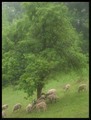 sheep and rain&hellip;