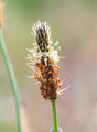 Plantago lance&hellip;