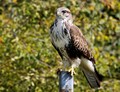 škanjac-Buteo &hellip;