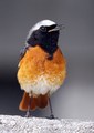 Phoenicurus p.&hellip;
