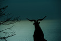 Lord of midnig&hellip;