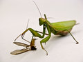Mantodea plije&hellip;