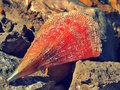 Pinna nobilis &hellip;