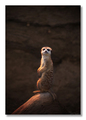 Suricata suric&hellip;