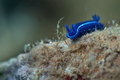 Hypselodoris o&hellip;