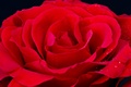 Red rose