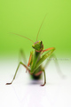 Mantis religio&hellip;